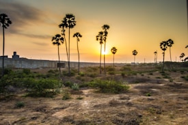 A serene landscape featuring a sunset or sunrise with silhouettes of tall palm trees scattered across a dry, grassy terrain. The sky is painted with warm hues and is partly cloudy. A low structure or building is seen in the distance, adding depth to the vast open space.