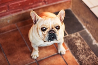 A French Bulldog with a light fawn coat is sitting on a tiled floor looking upward. The tiles have a mix of brown and gray tones, and there's a brick wall in the background.