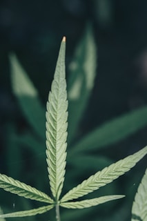 A close-up of a cannabis leaf showing detailed veining and a serrated edge. The leaf occupies the central focus, with soft lighting enhancing its texture against a dark, blurred background.