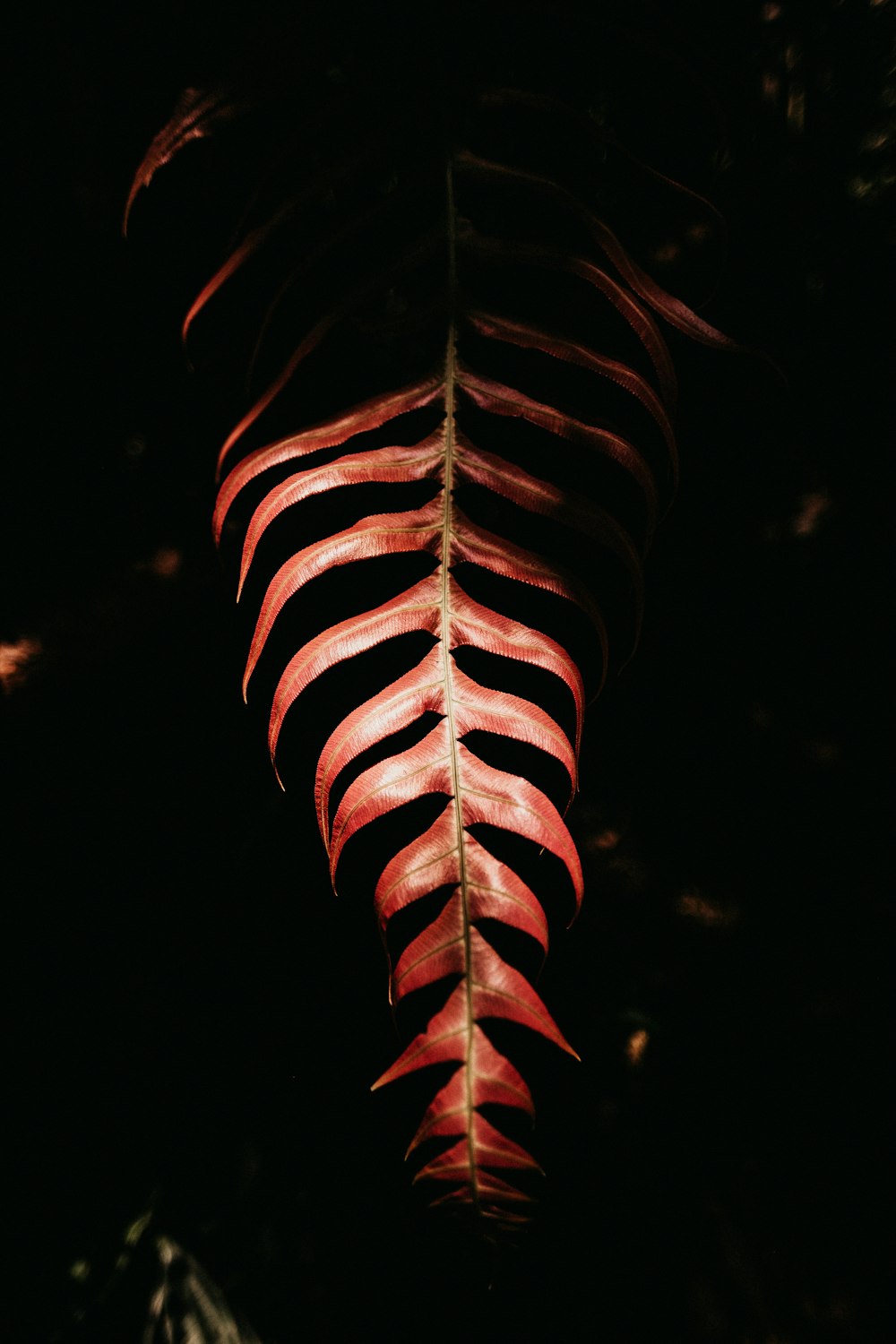 feuille rouge sur fond noir