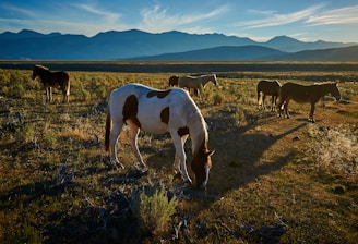 herd of horses on grass field