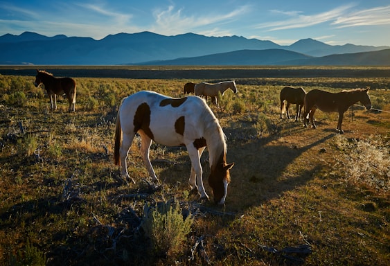 herd of horses on grass field