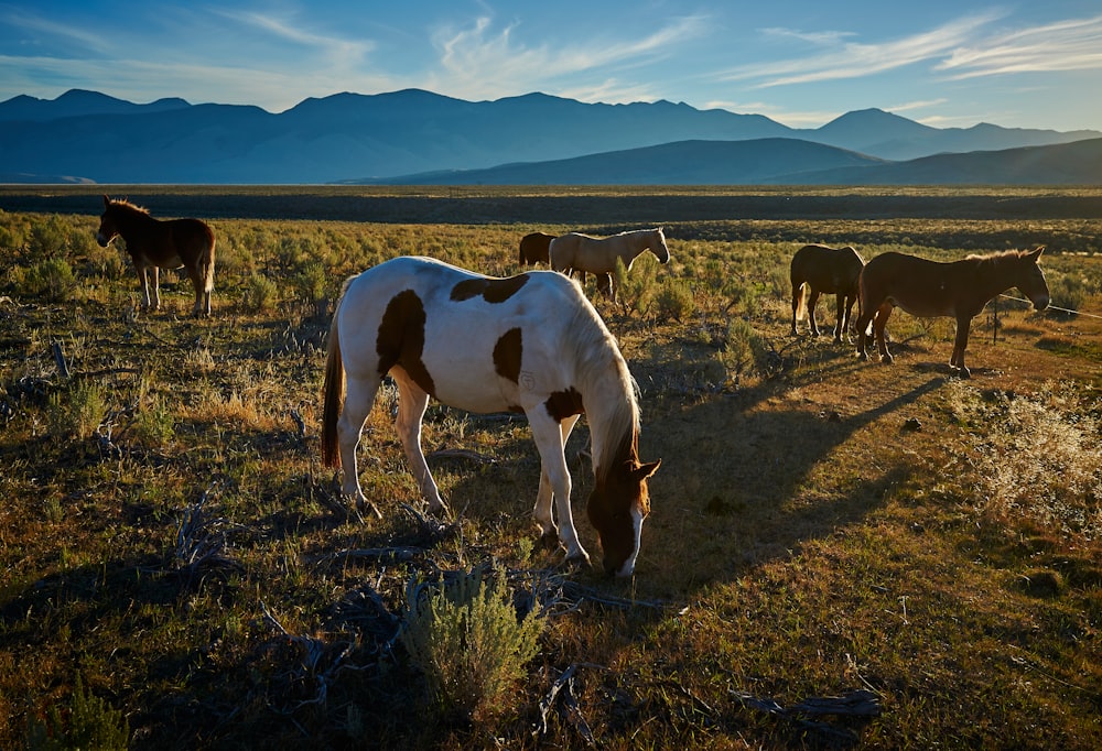 manada de caballos en el campo de hierba