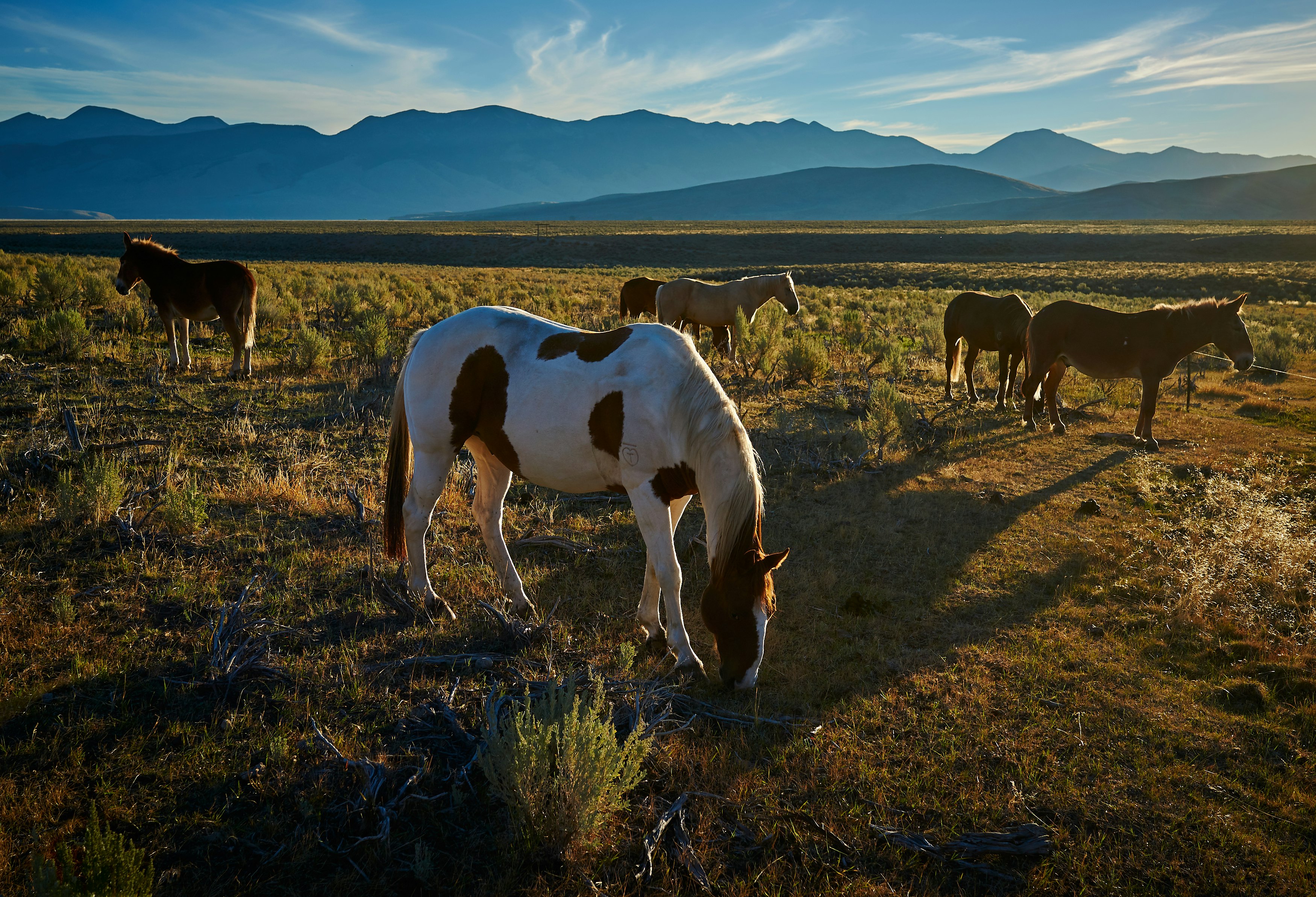 herd of horses on grass field