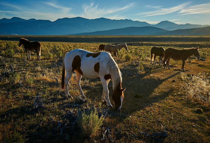 The Pony Express: 1,900 Miles of Mail at a Gallop