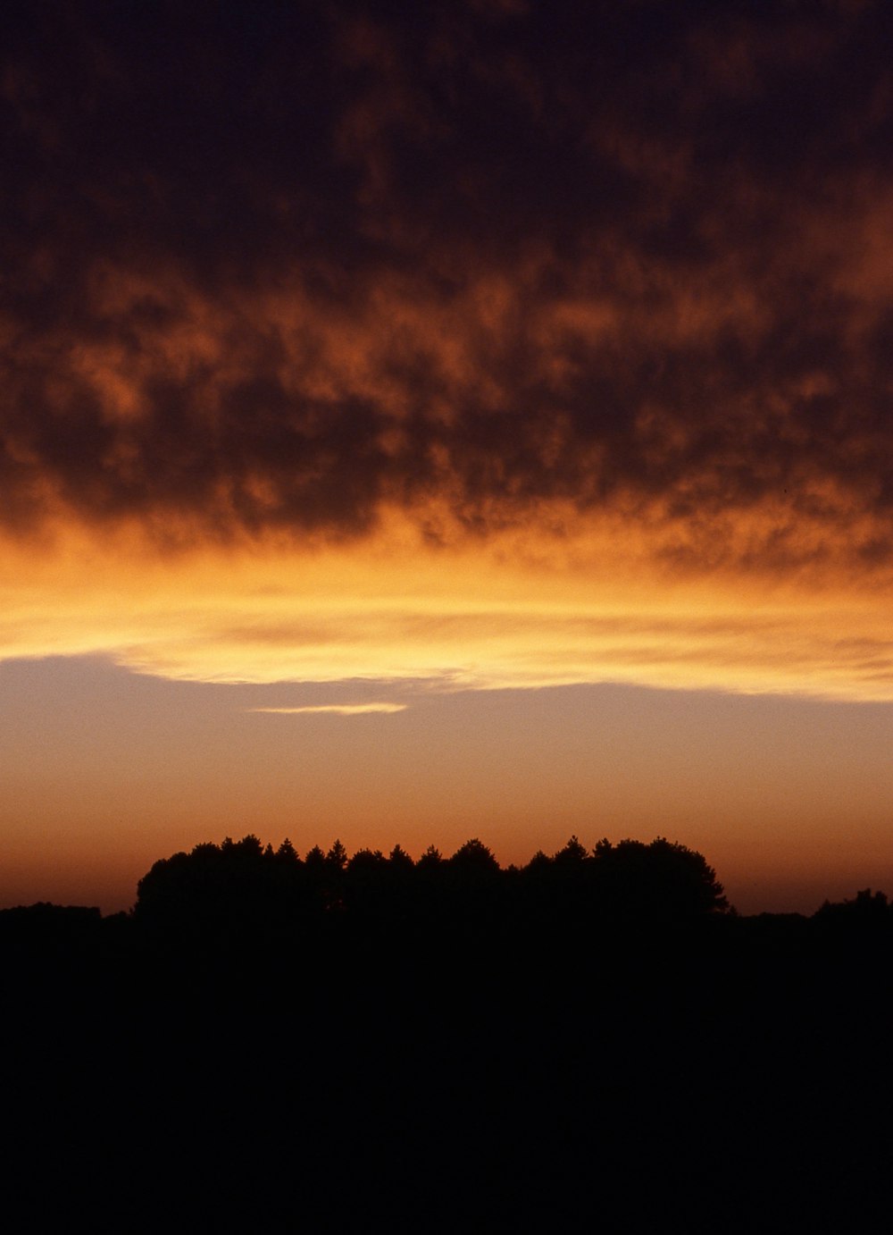 silhouette of trees under cloudy sky