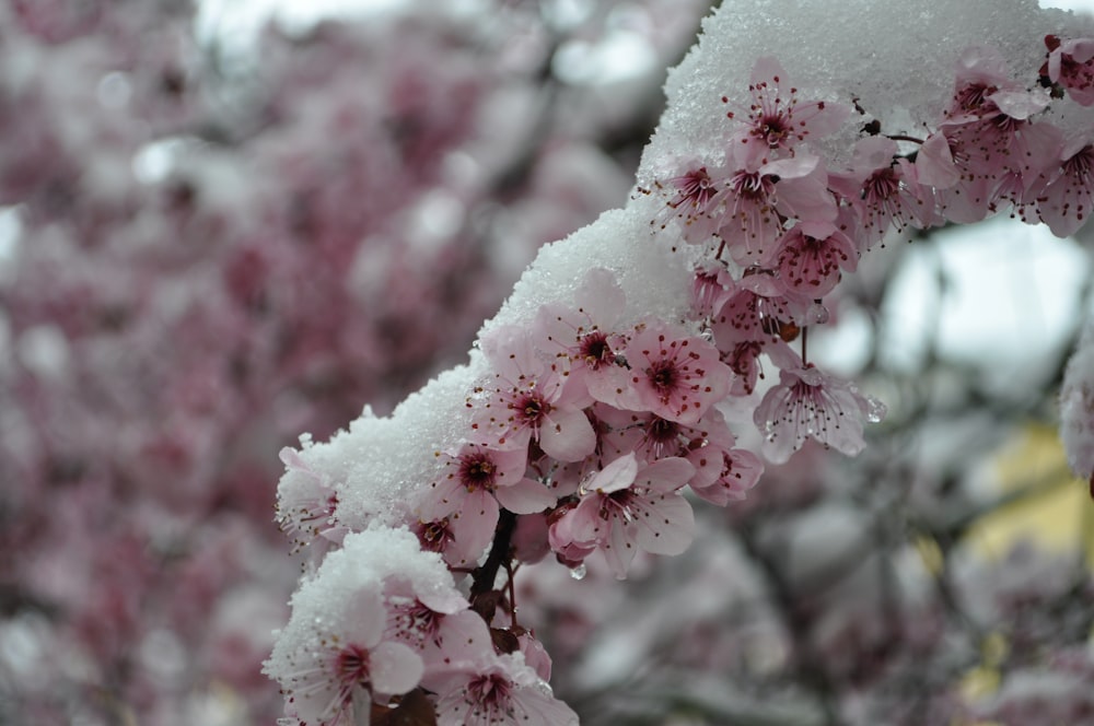 pink Sakura flowers half-covered in snow during daytime