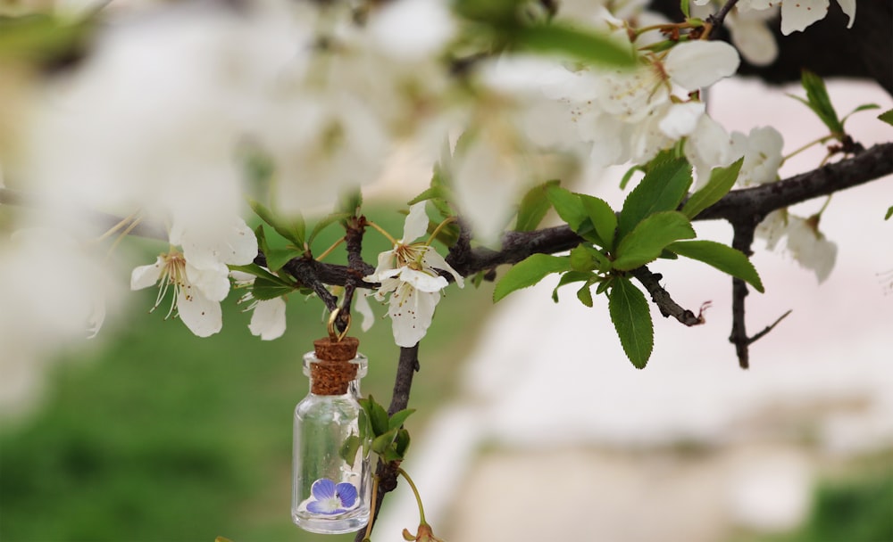 selective focus photography of glass vial on twig