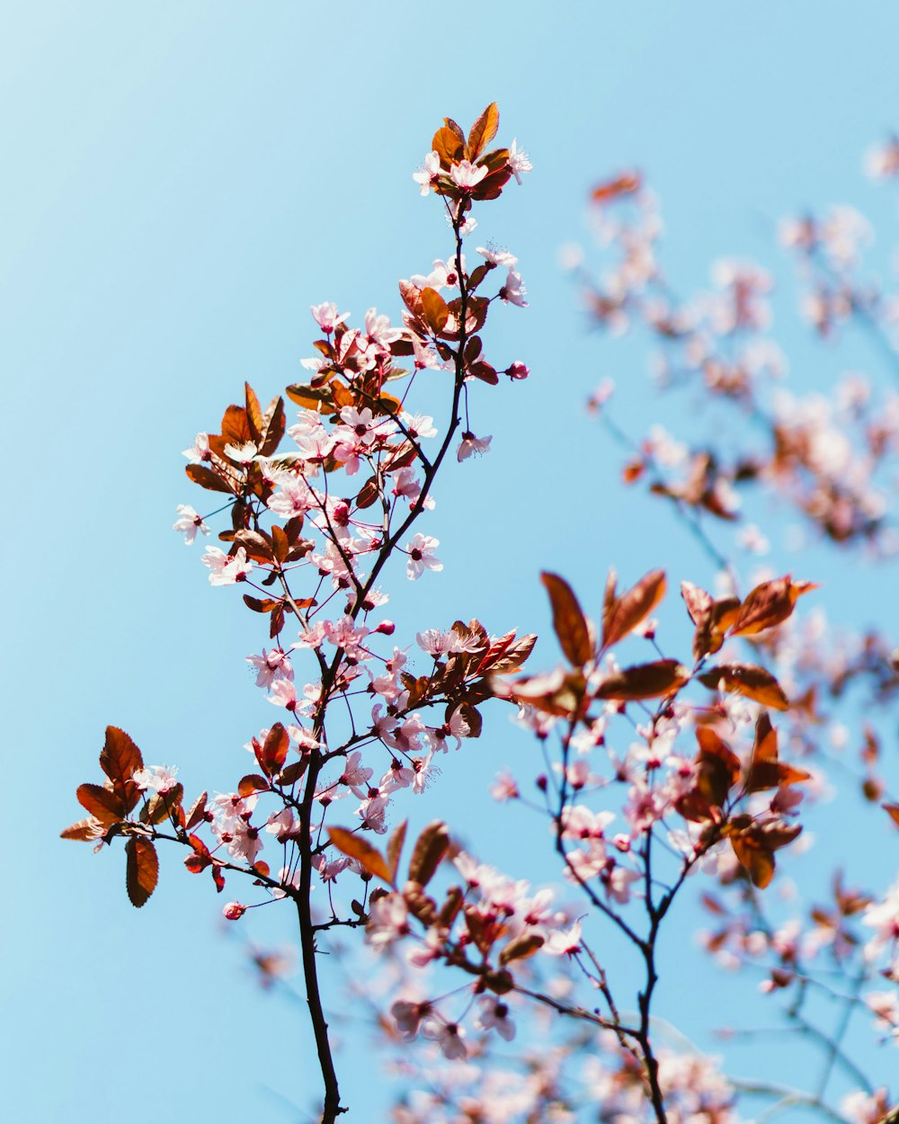 brown-leafed plant during daytime