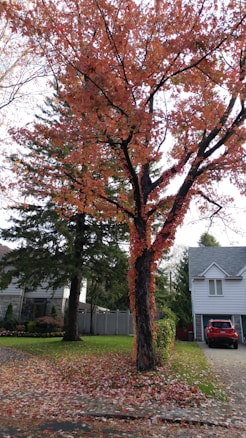 A picturesque suburban neighborhood with a large tree featuring vibrant autumn leaves in shades of orange and red. The tree stands beside a well-kept lawn that is scattered with fallen leaves. In the background, there are two houses; one with a peaked roof and a visible white garage. A red car is parked in the driveway of the house on the right.