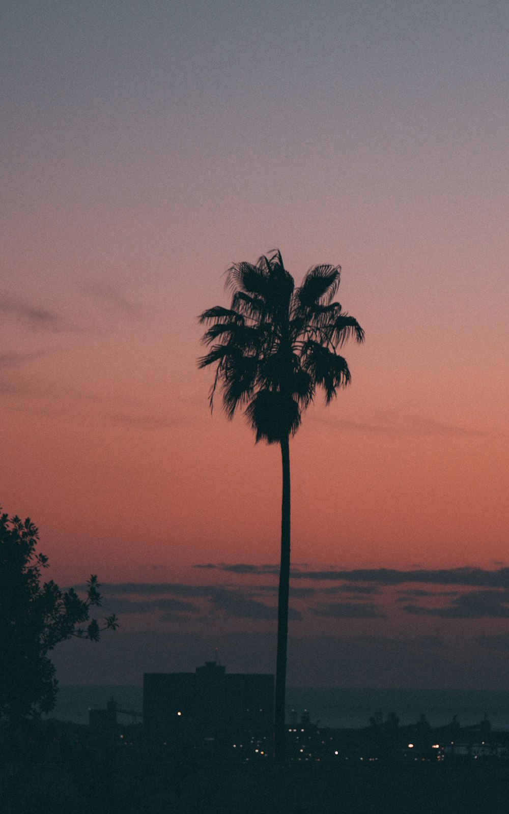 silhouette photography of coconut palm tree