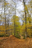 A forest pathway is covered with fallen autumn leaves, flanked by tall trees with golden and yellow leaves. The forest is dense, creating a serene and natural atmosphere. A trail marker with a small red heart is visible on a tree trunk.