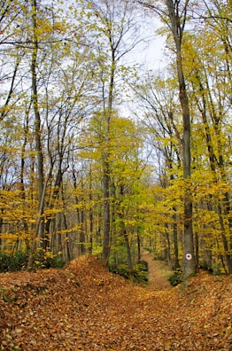 A forest pathway is covered with fallen autumn leaves, flanked by tall trees with golden and yellow leaves. The forest is dense, creating a serene and natural atmosphere. A trail marker with a small red heart is visible on a tree trunk.