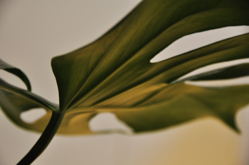 green-leafed plant