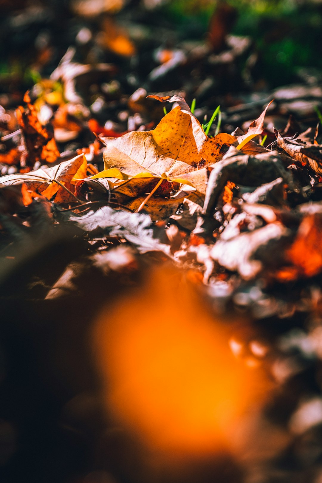 brown dried fallen leaves on ground