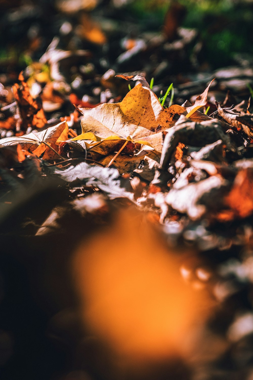 brown dried fallen leaves on ground