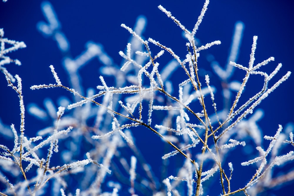 frozen plant