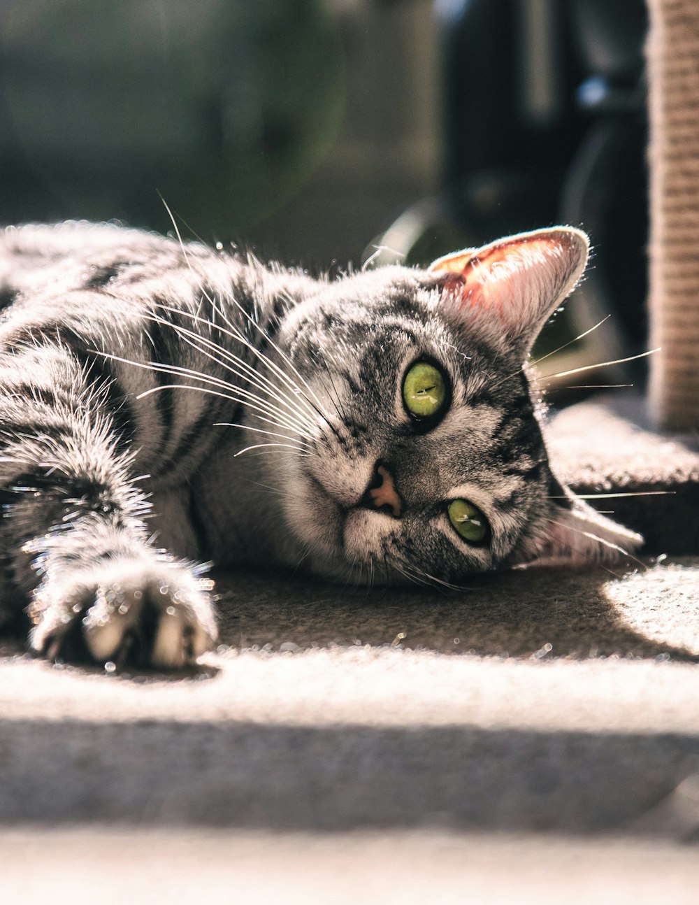 chat tigré argenté couché sur une surface grise