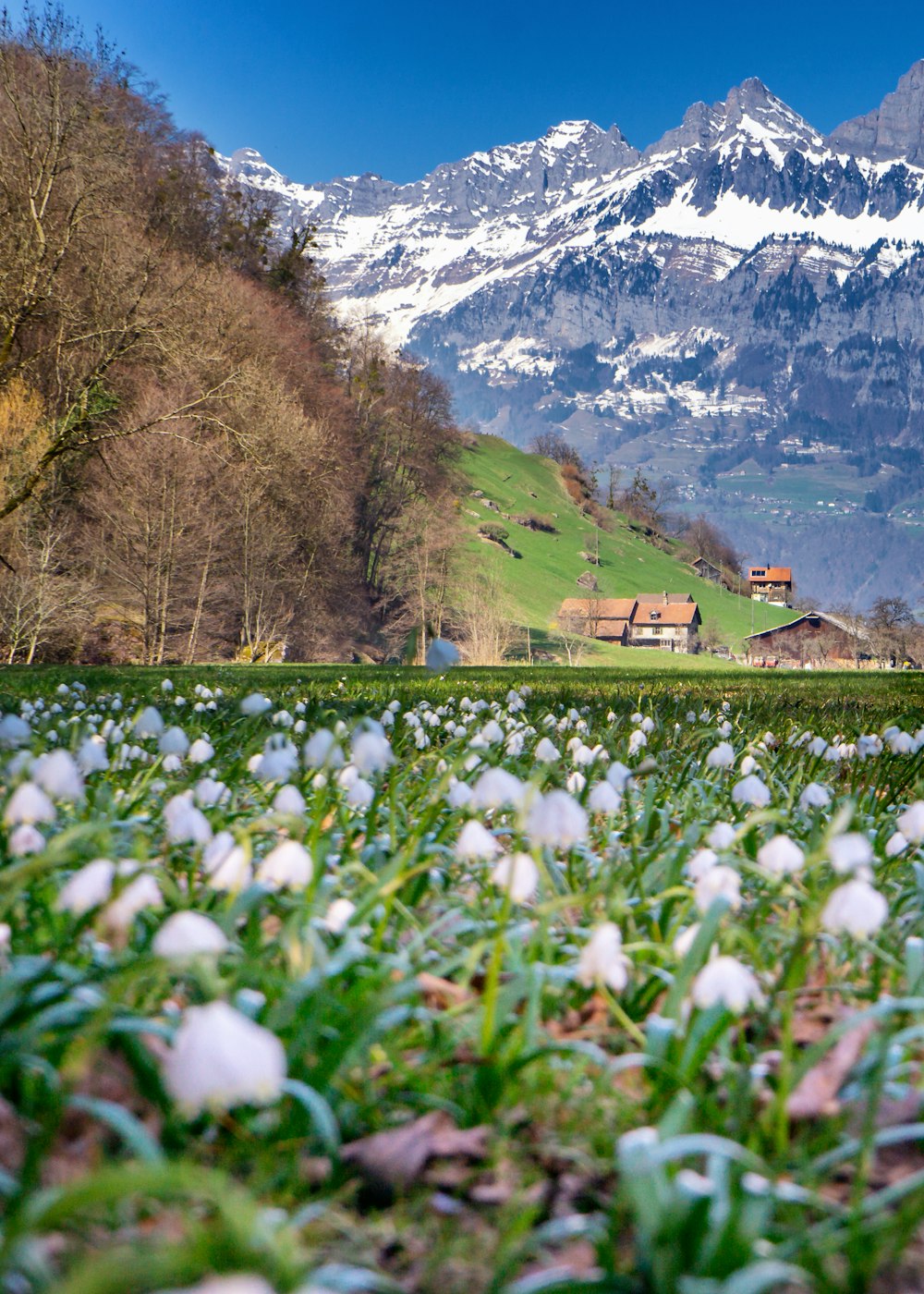 landscape photography of bed of white flowers overlooking snow capped mountain range