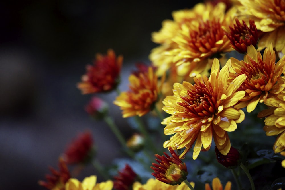 yellow and re petaled flowers in close-up shot