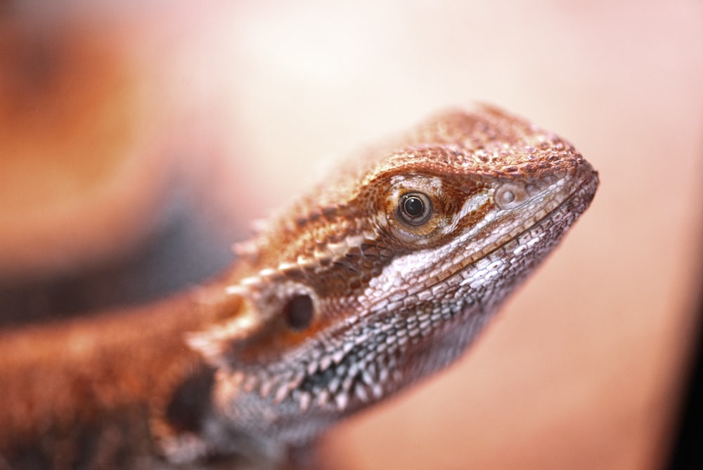 Fotografia de close-up de dragão barbudo cinza e marrom