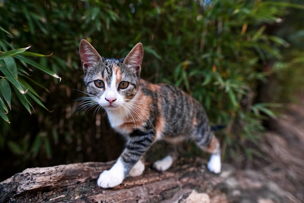 black and brown coated cat walking on brown wooden bark