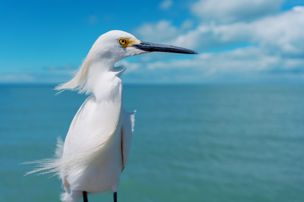 white bird near body of water