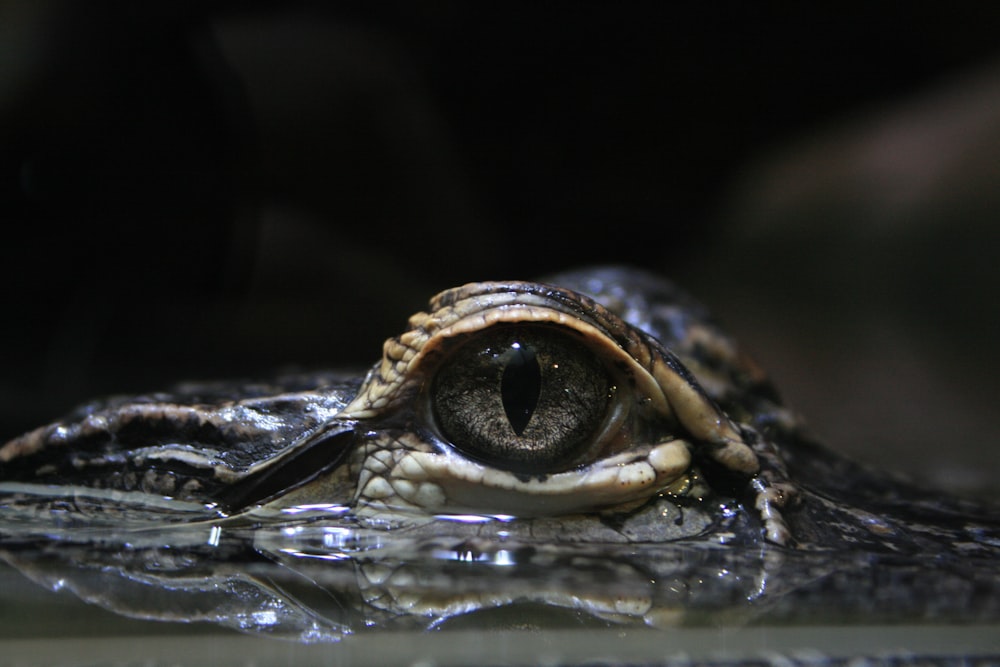 close-up photo of right crocodile eye