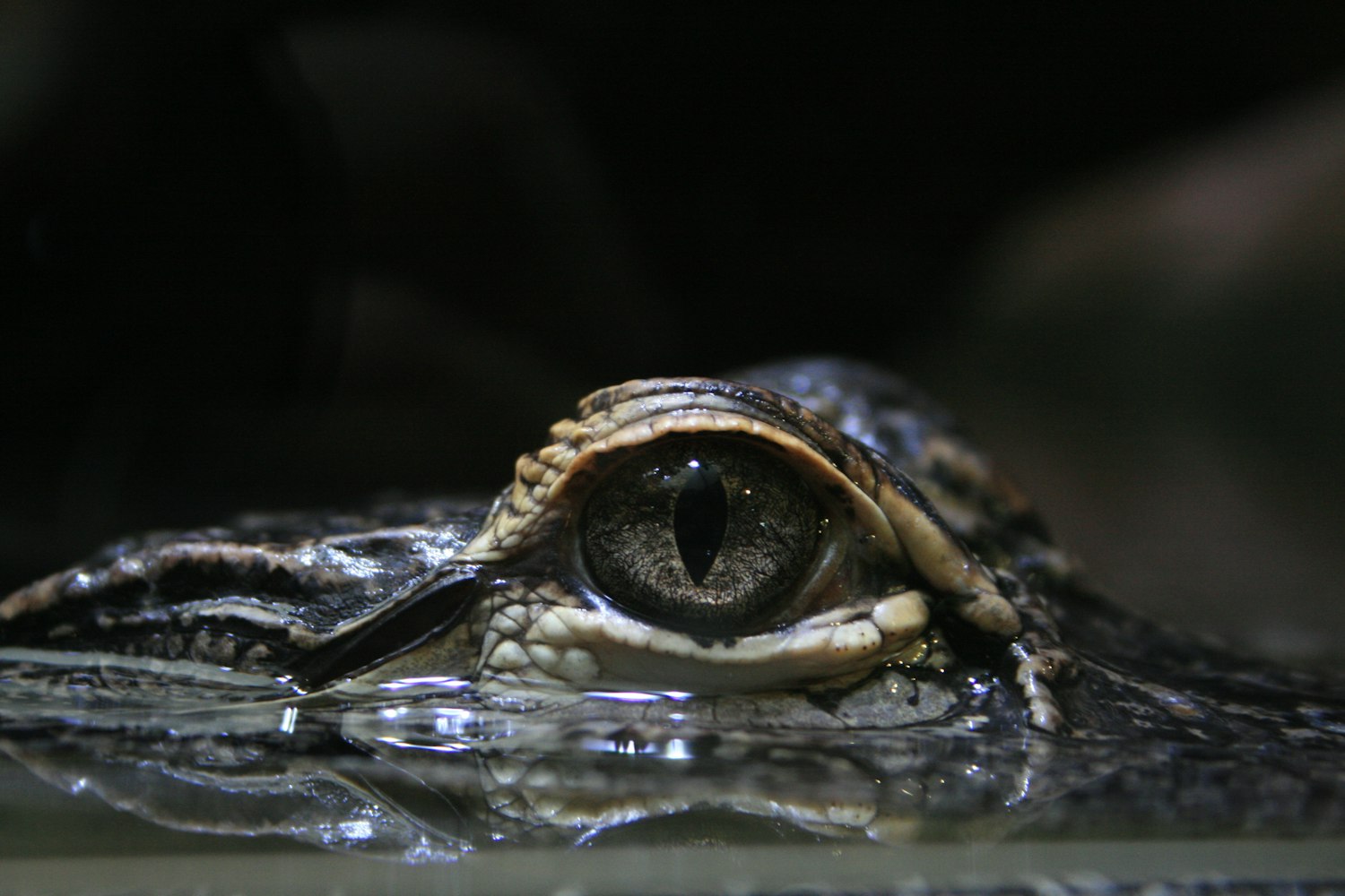 Глаз крокодила