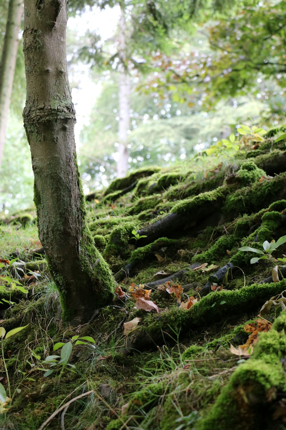 green leafed tree