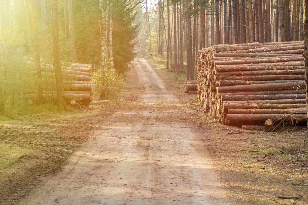 brown log near road during daytime