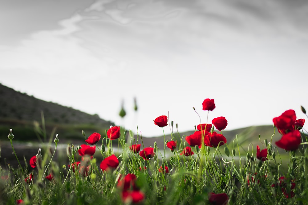 Rote Rosen blühen in grünen Grasfeldern