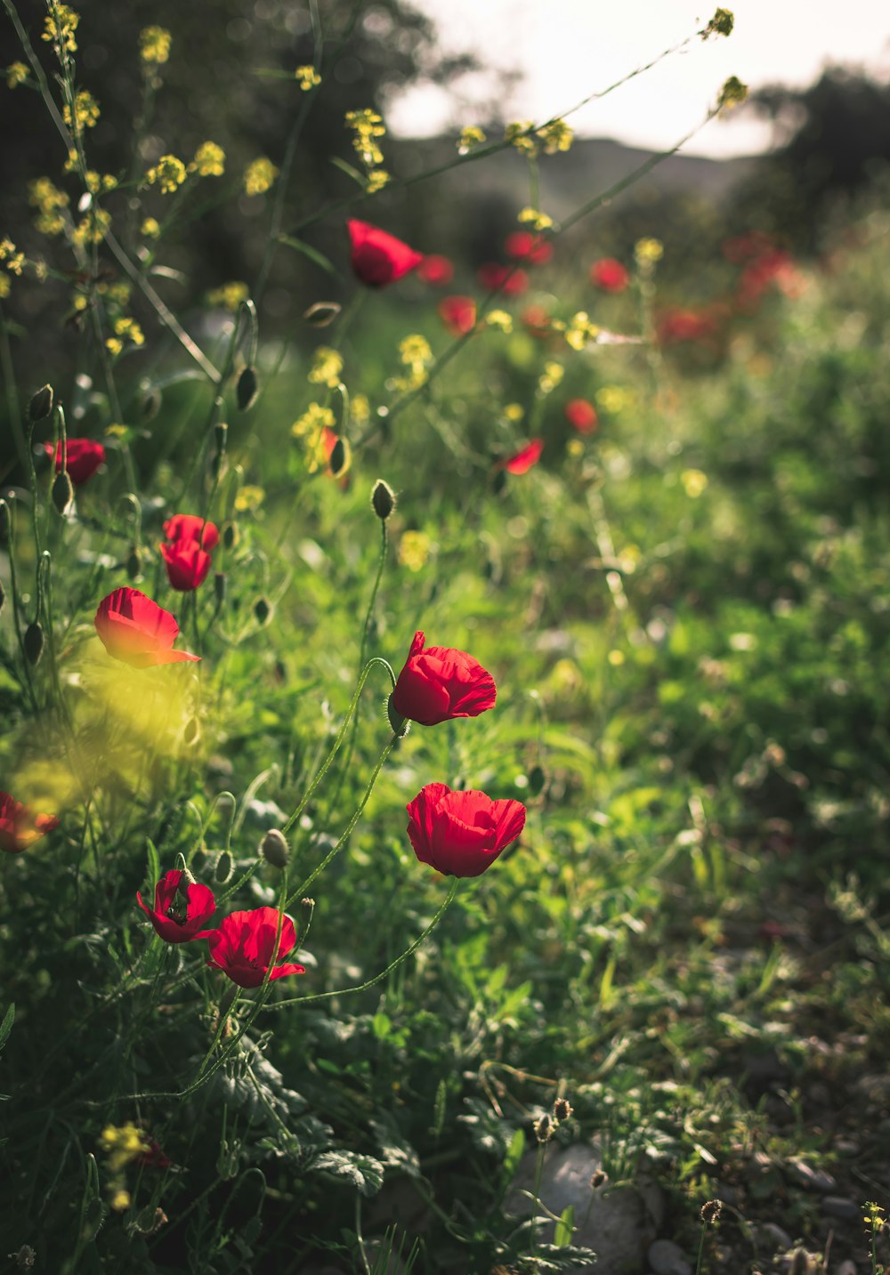 bokeh photography of red flowers