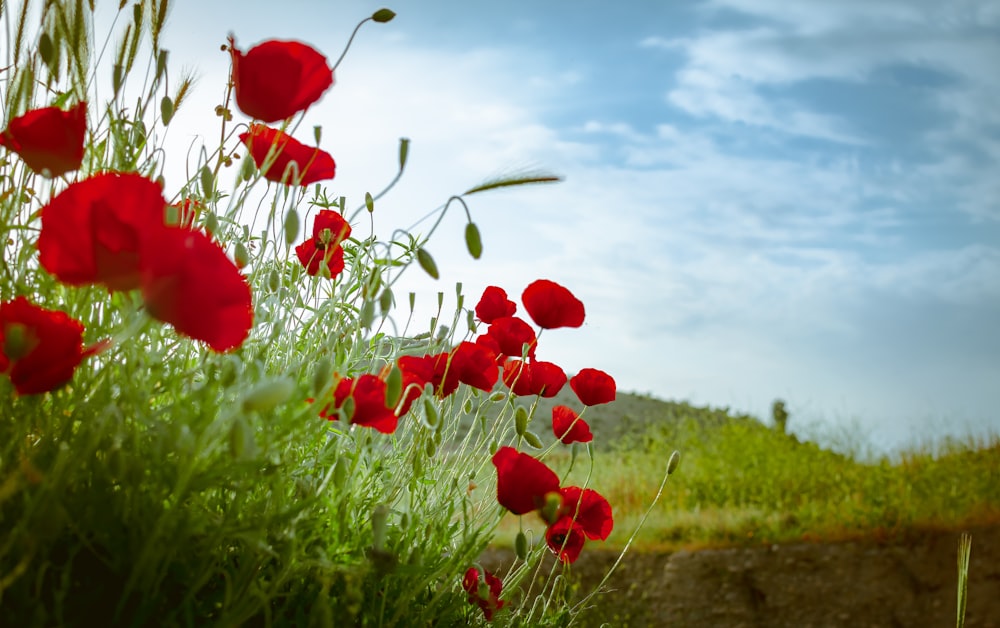 red poppy flowers during daytime