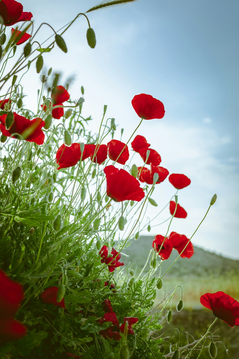 red flowers field during daytime