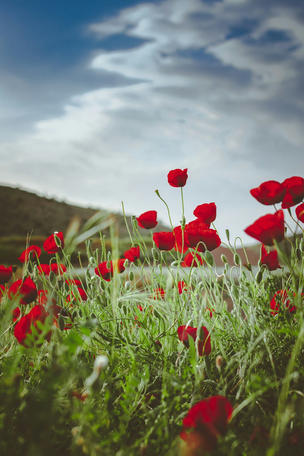 red petaled flowers