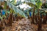 A dense banana plantation with rows of banana trees featuring large, green leaves. Some leaves appear to be slightly damaged or browning at the edges. The ground is covered with dried leaves and there are irrigation pipes running along the rows. Blue protective bags are visible on some of the banana bunches.