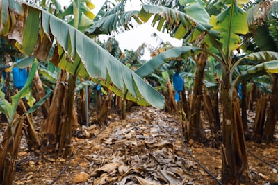 A dense banana plantation with rows of banana trees featuring large, green leaves. Some leaves appear to be slightly damaged or browning at the edges. The ground is covered with dried leaves and there are irrigation pipes running along the rows. Blue protective bags are visible on some of the banana bunches.