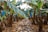 A dense banana plantation with rows of banana trees featuring large, green leaves. Some leaves appear to be slightly damaged or browning at the edges. The ground is covered with dried leaves and there are irrigation pipes running along the rows. Blue protective bags are visible on some of the banana bunches.
