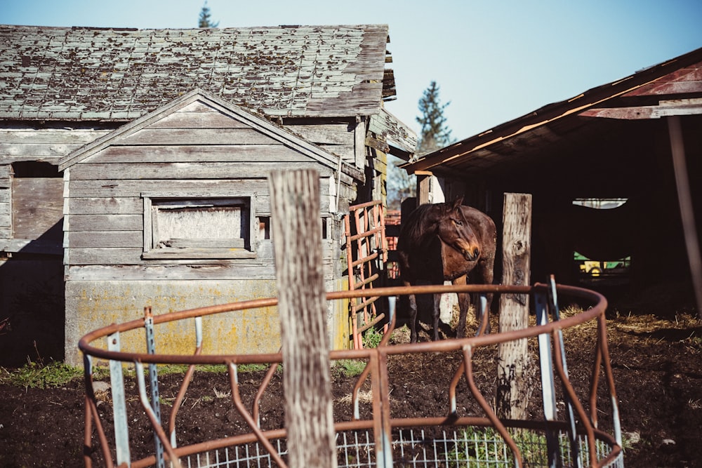 brown horse near brown wooden house