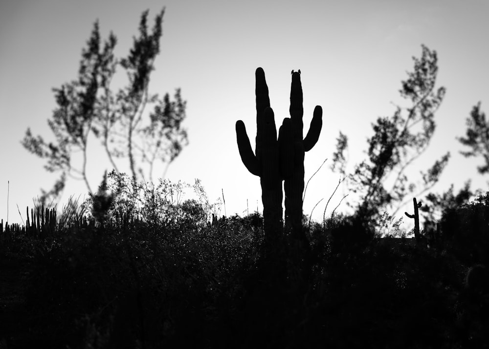 silhouette of cacti