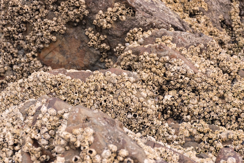 brown barnacles on gray rock
