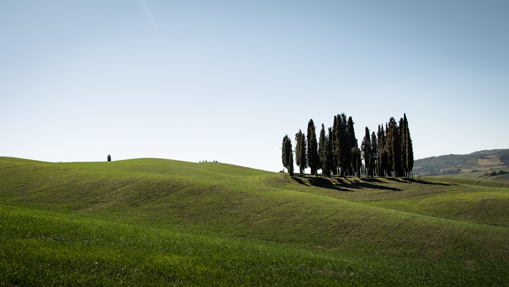 field of trees on hill