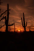 Sunset paints the desert rocks in warm oranges and reds with a lone cactus silhouette.