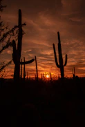 Sunset over a Tucson residential street lined with cacti.