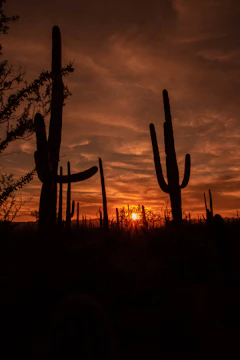 Sunset over a Tucson residential street lined with cacti.