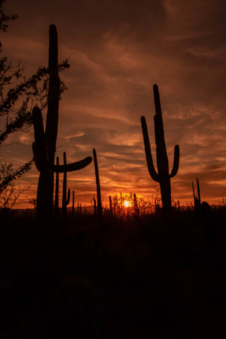 A warm sunset over a distinctive Arizona desert neighborhood with cacti and southwestern-style homes.