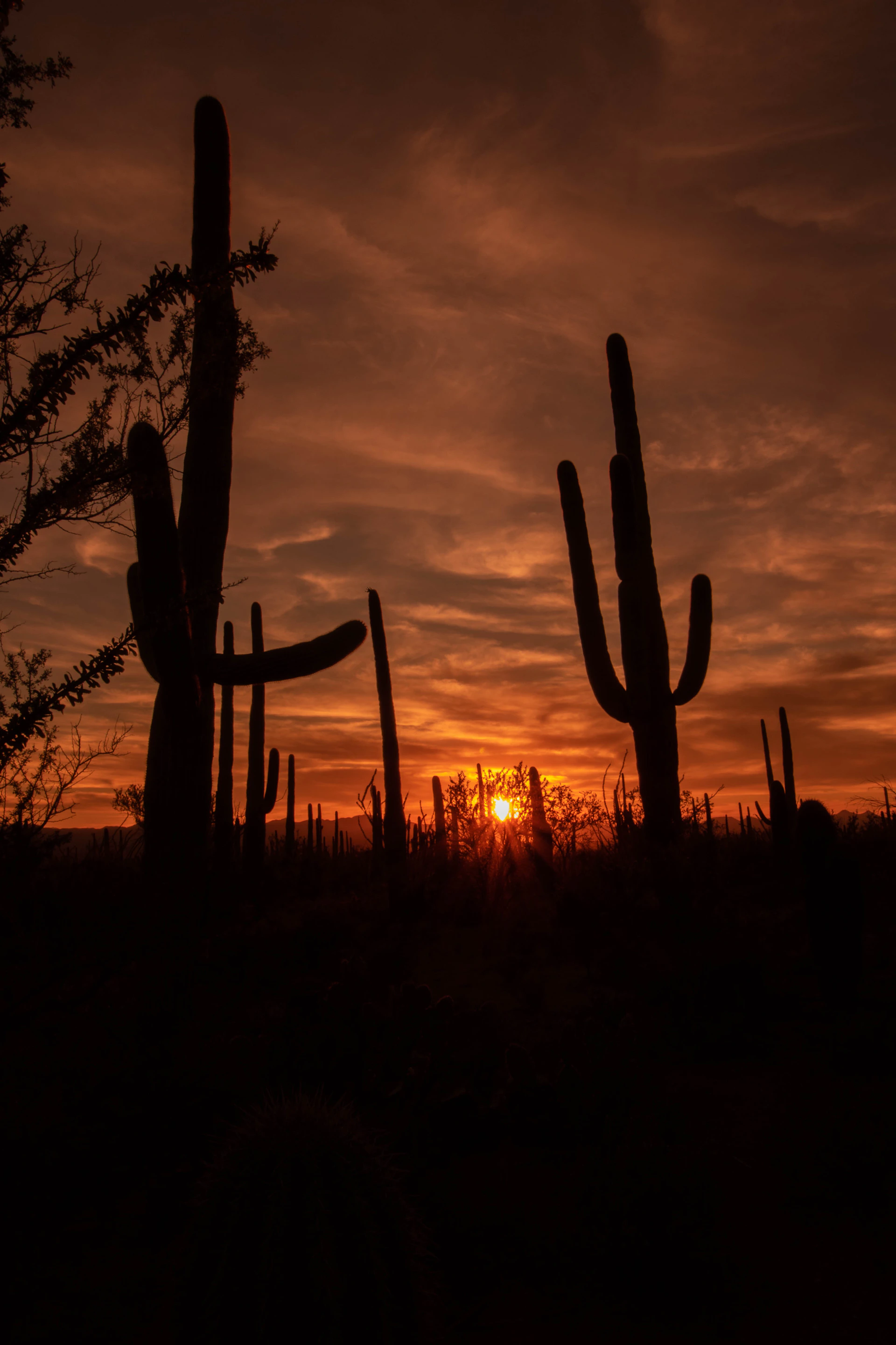 Sunset over the Sonoran desert landscape, with warm hues highlighting the rugged beauty and vastness of the region.