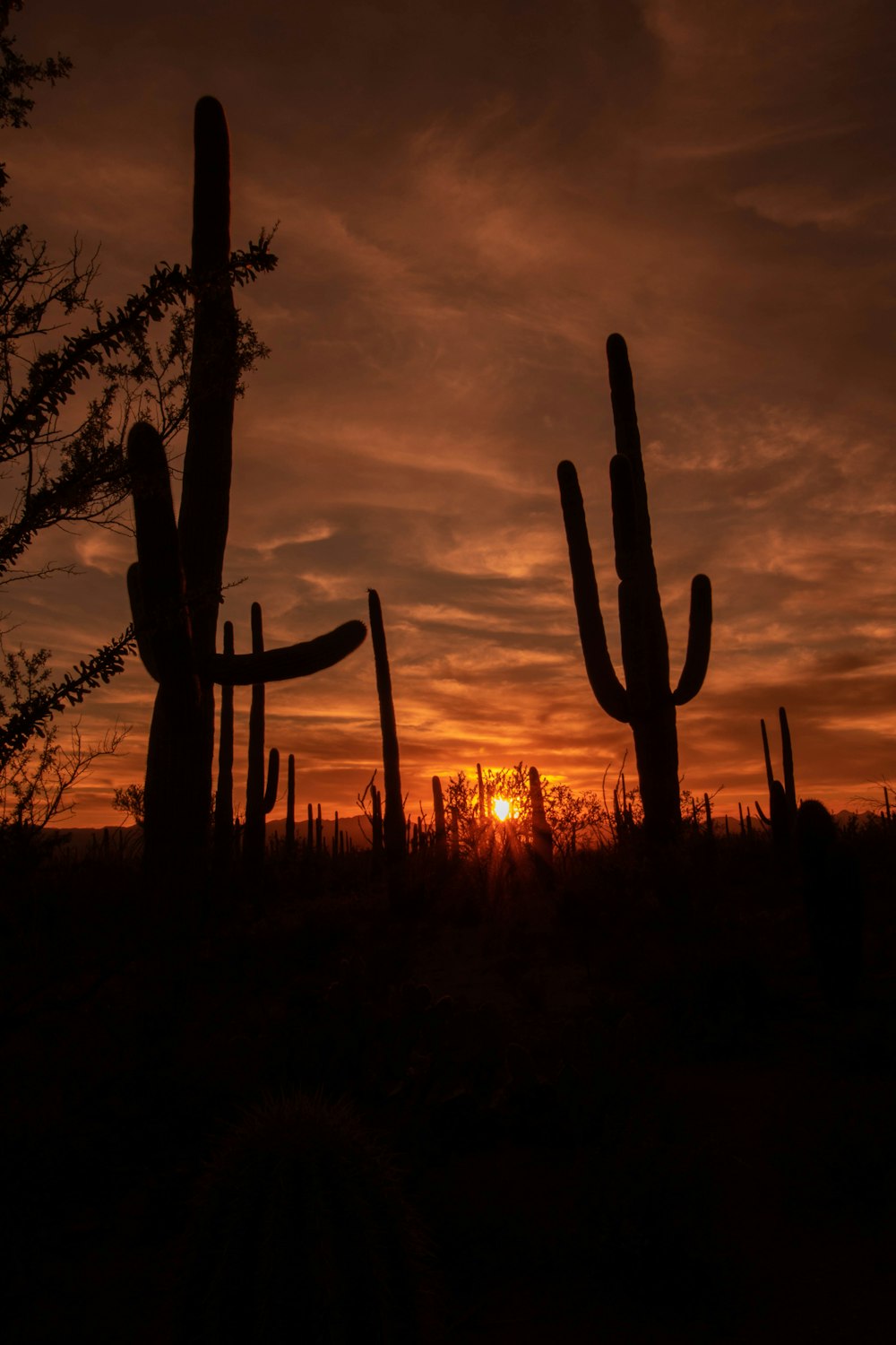 silhouette of cactus plant during golden hour