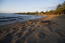 Two sea turtles rest on a sandy beach as gentle ocean waves roll in. The beach is lined with lush palm trees and vegetation, creating a serene and tropical atmosphere. A boat is visible on the horizon against a clear sky, indicating a peaceful coastal setting.